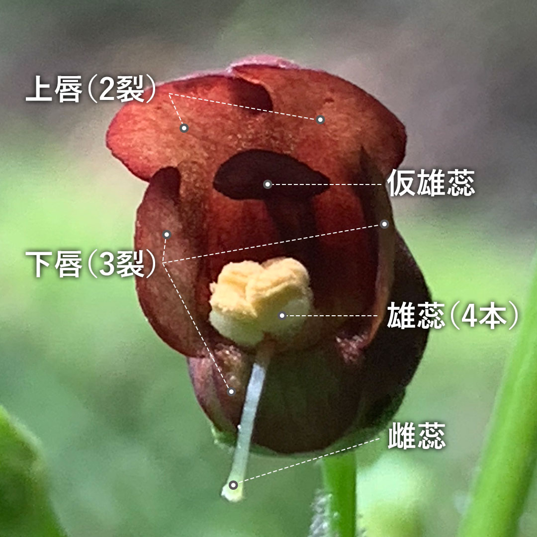 ヒナノウスツボ(花)