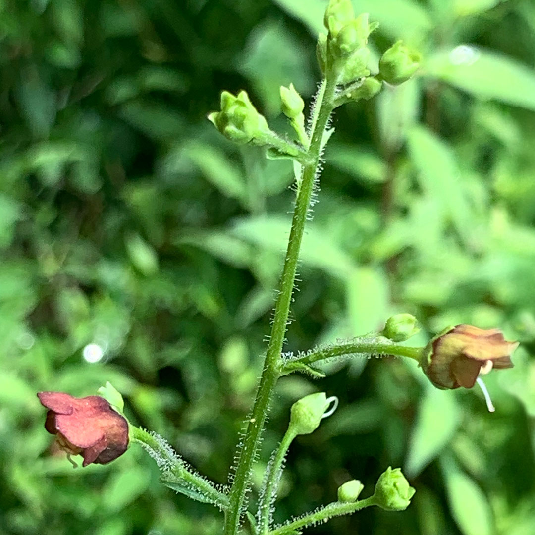 ヒナノウスツボ(花序)