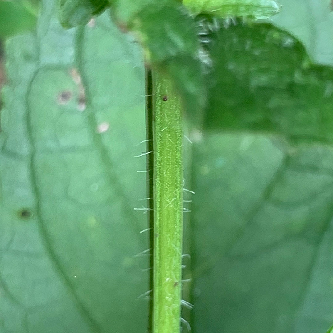 ヒナノウスツボ(茎)