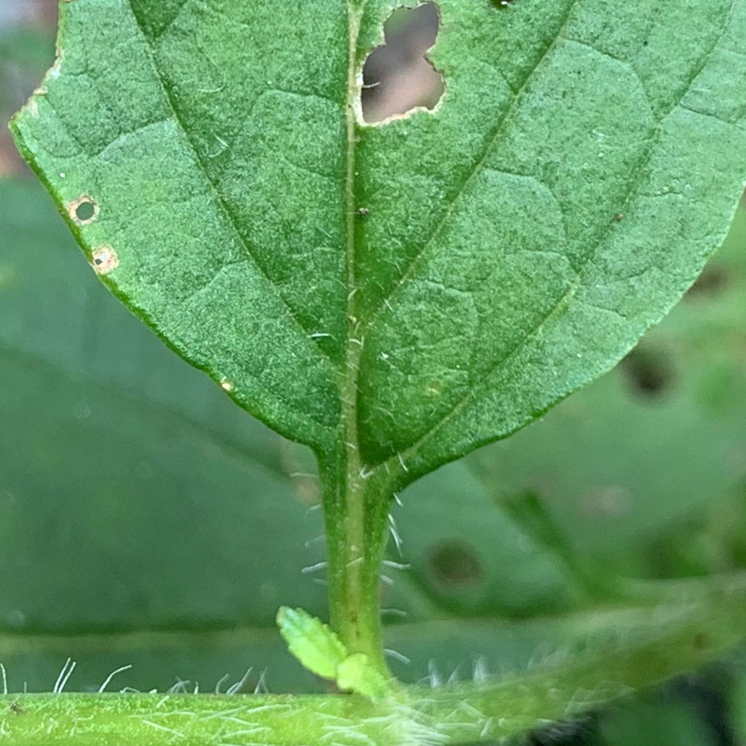 ヒナノウスツボ(葉柄)