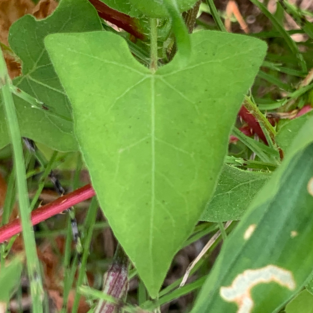 ママコノシリヌグイ（葉）