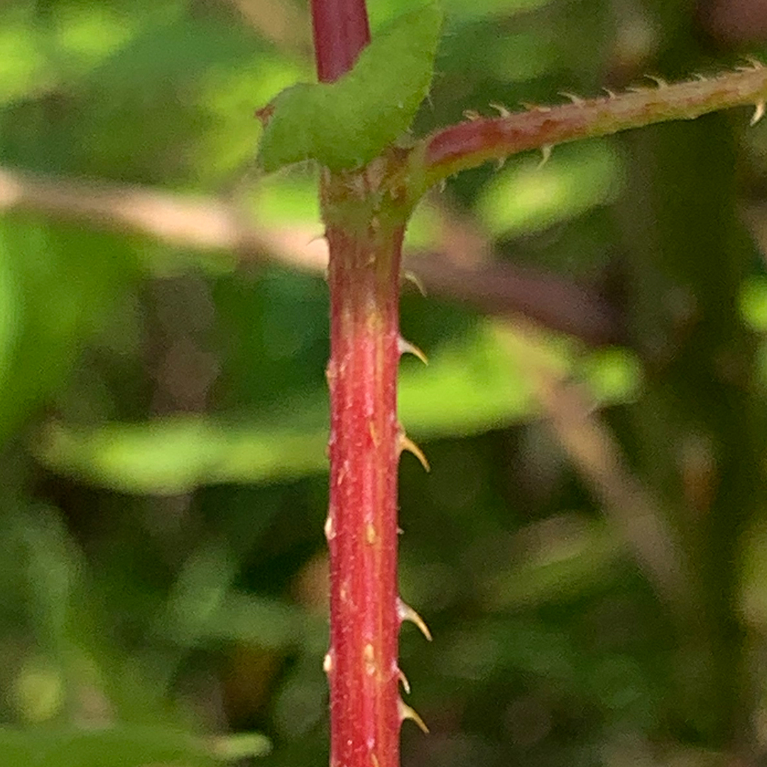 ママコノシリヌグイ（茎）
