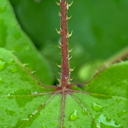 ママコノシリヌグイ（葉柄）