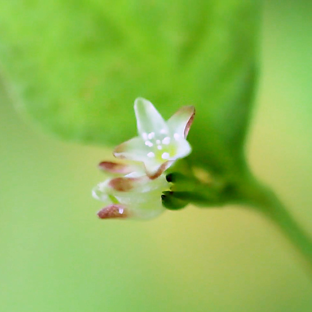 ミヤマタニソバ（花）