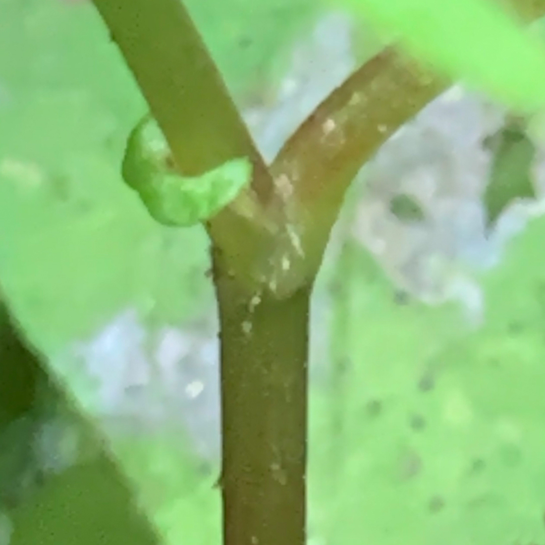 ミヤマタニソバ（茎）