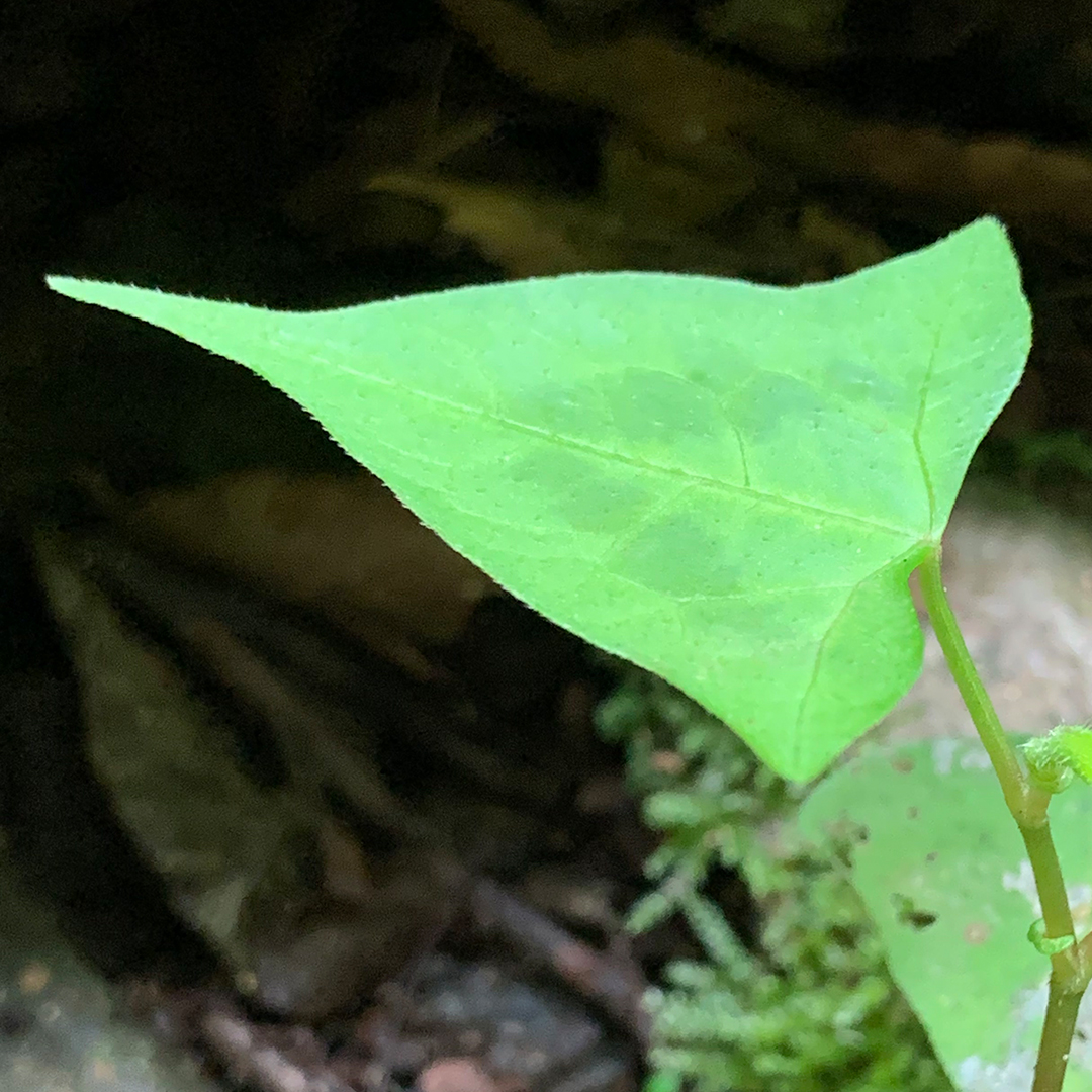 ミヤマタニソバ（葉柄）