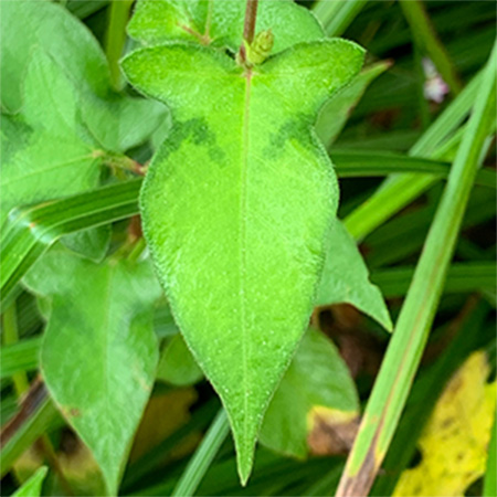 ミゾソバ（葉）