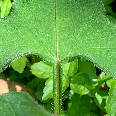 ミゾソバ（葉柄）