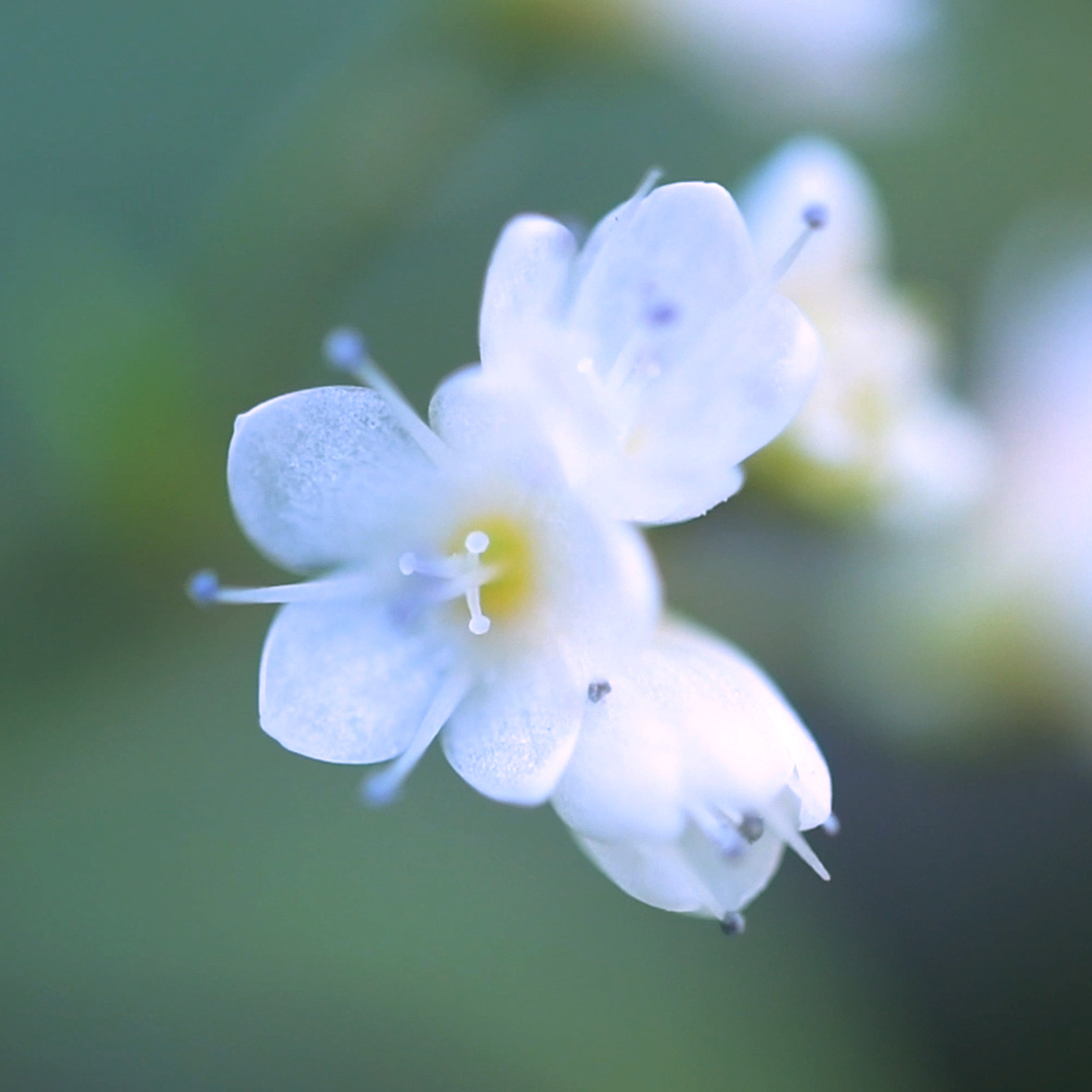 ペルシカリア・ミクロセファラ‘レッドドラゴン’（花）