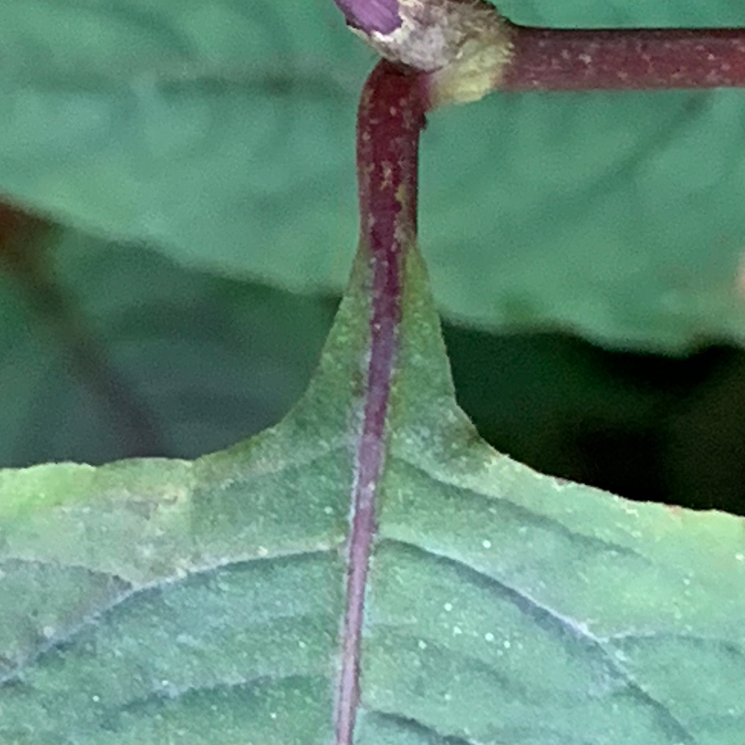 ペルシカリア・ミクロセファラ‘レッドドラゴン’（葉柄）