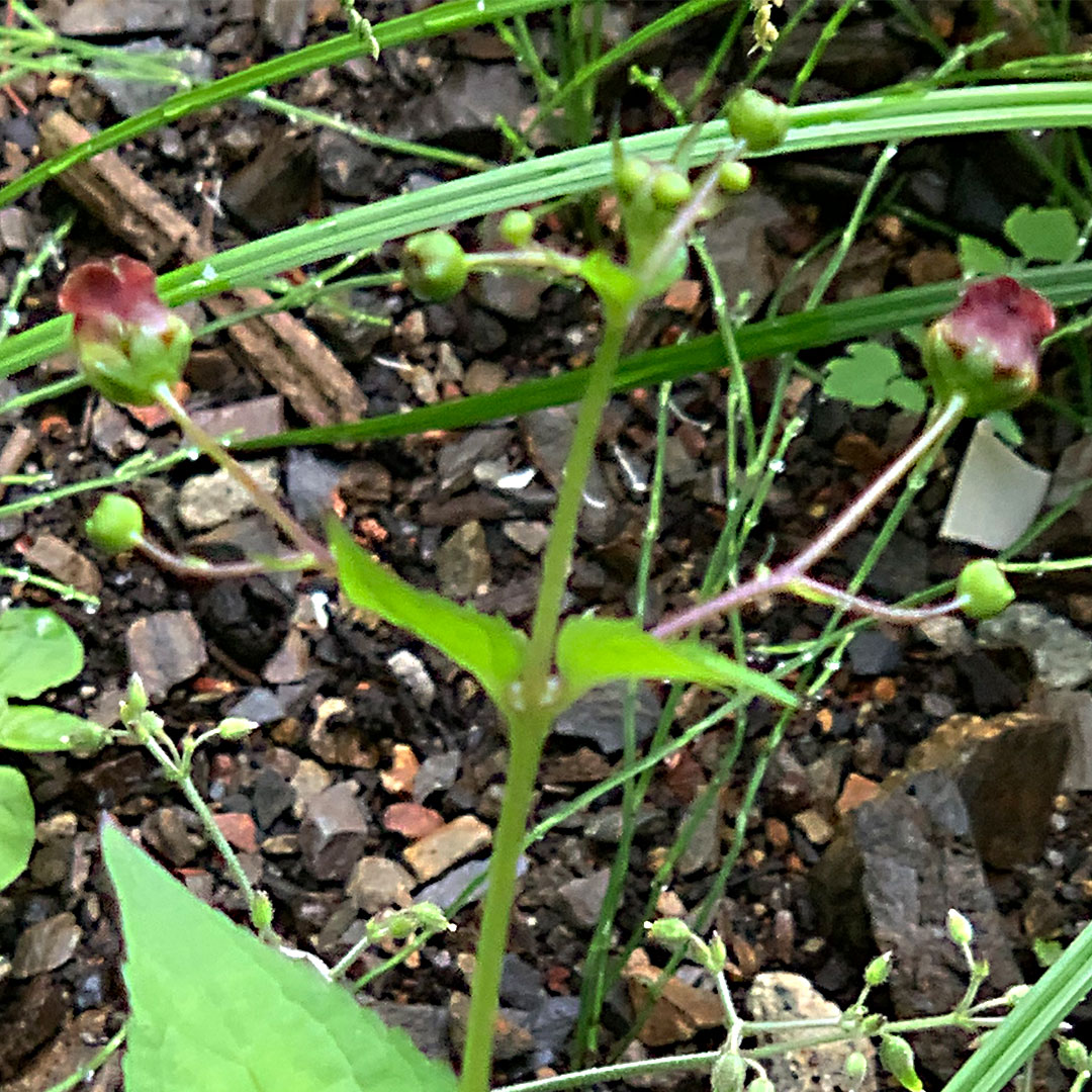 サツキヒナノウスツボ(花序)