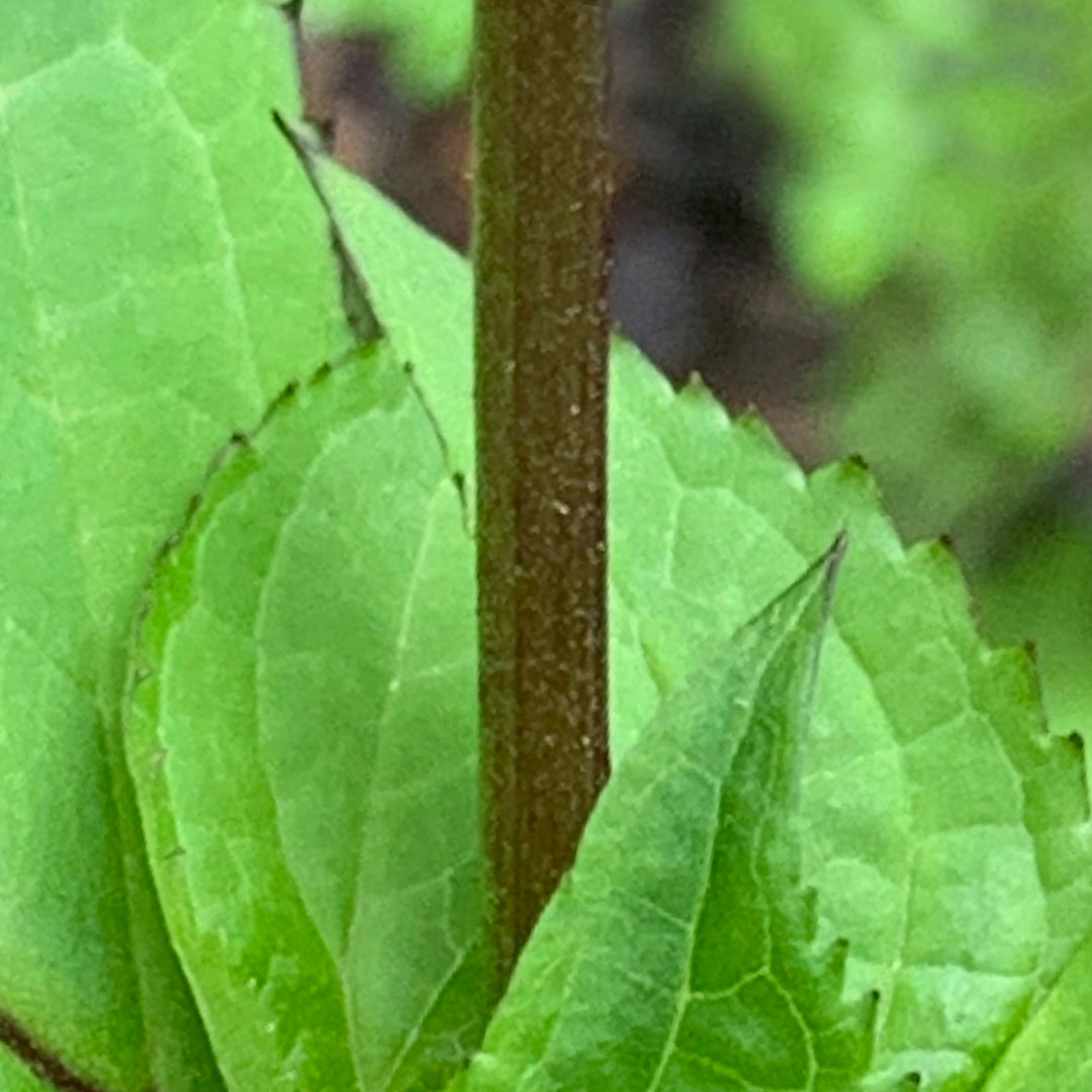 サツキヒナノウスツボ(茎)