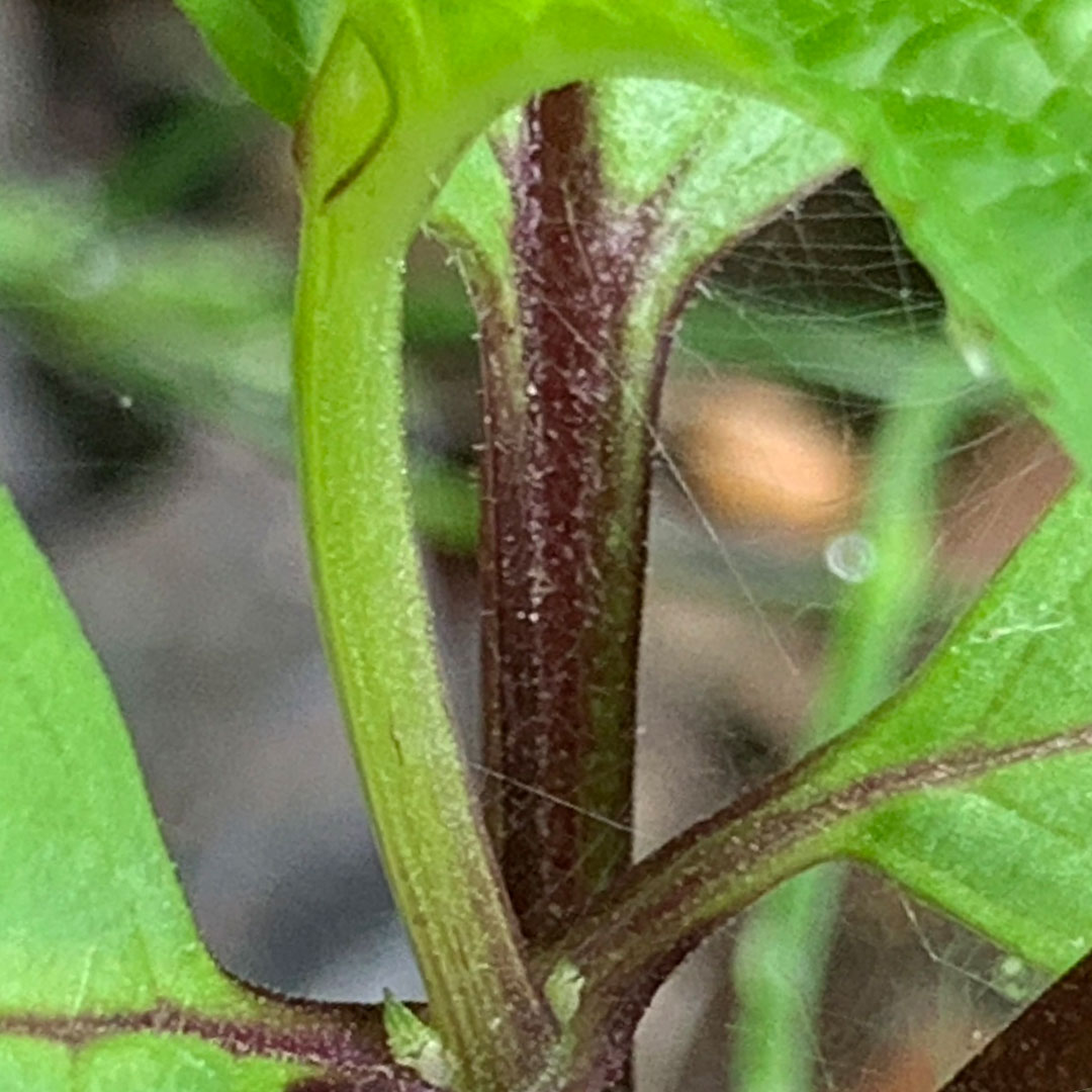 サツキヒナノウスツボ(葉柄)