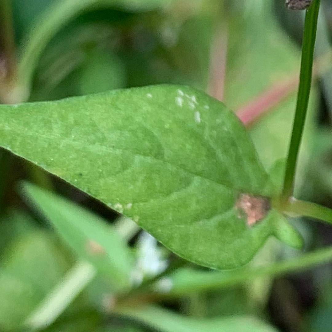 タニソバ（葉）