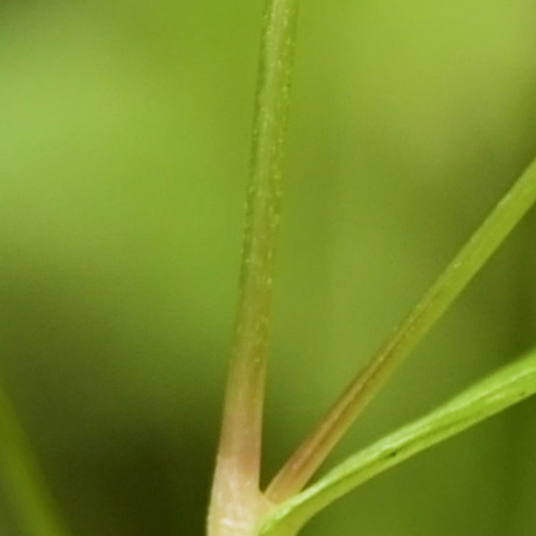 タニソバ（茎）