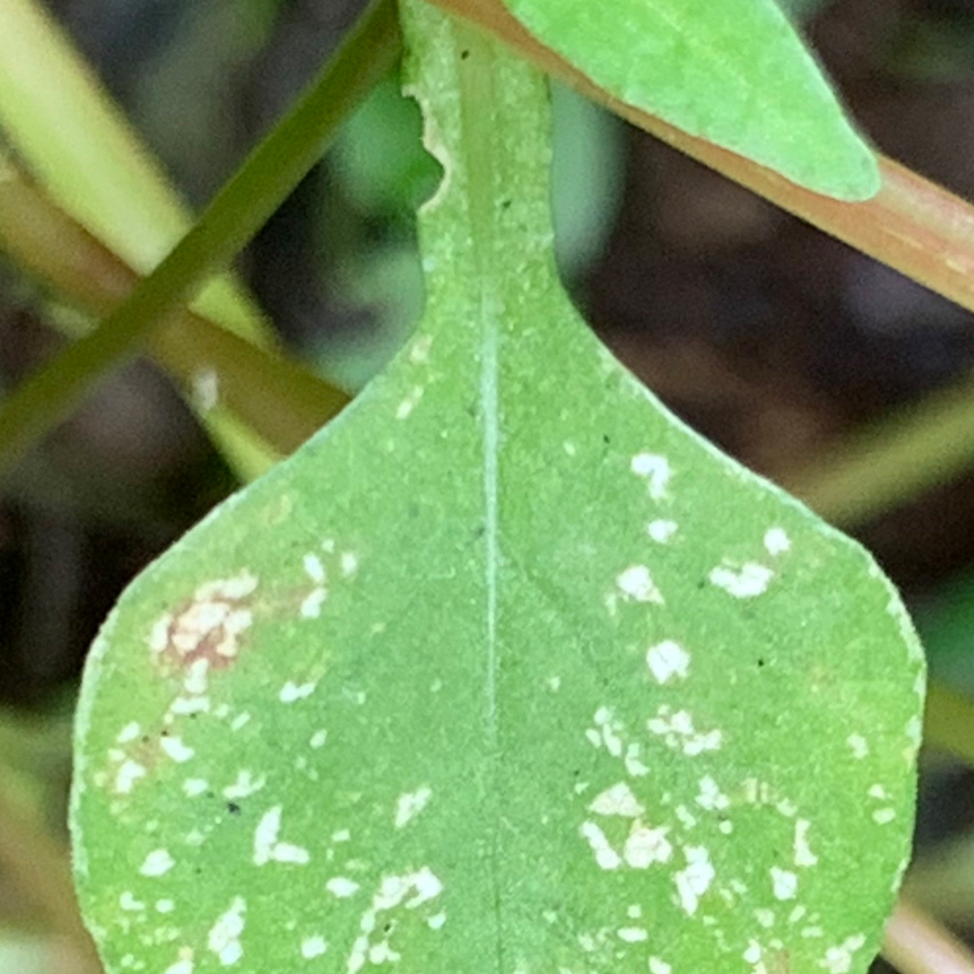 タニソバ（葉柄）