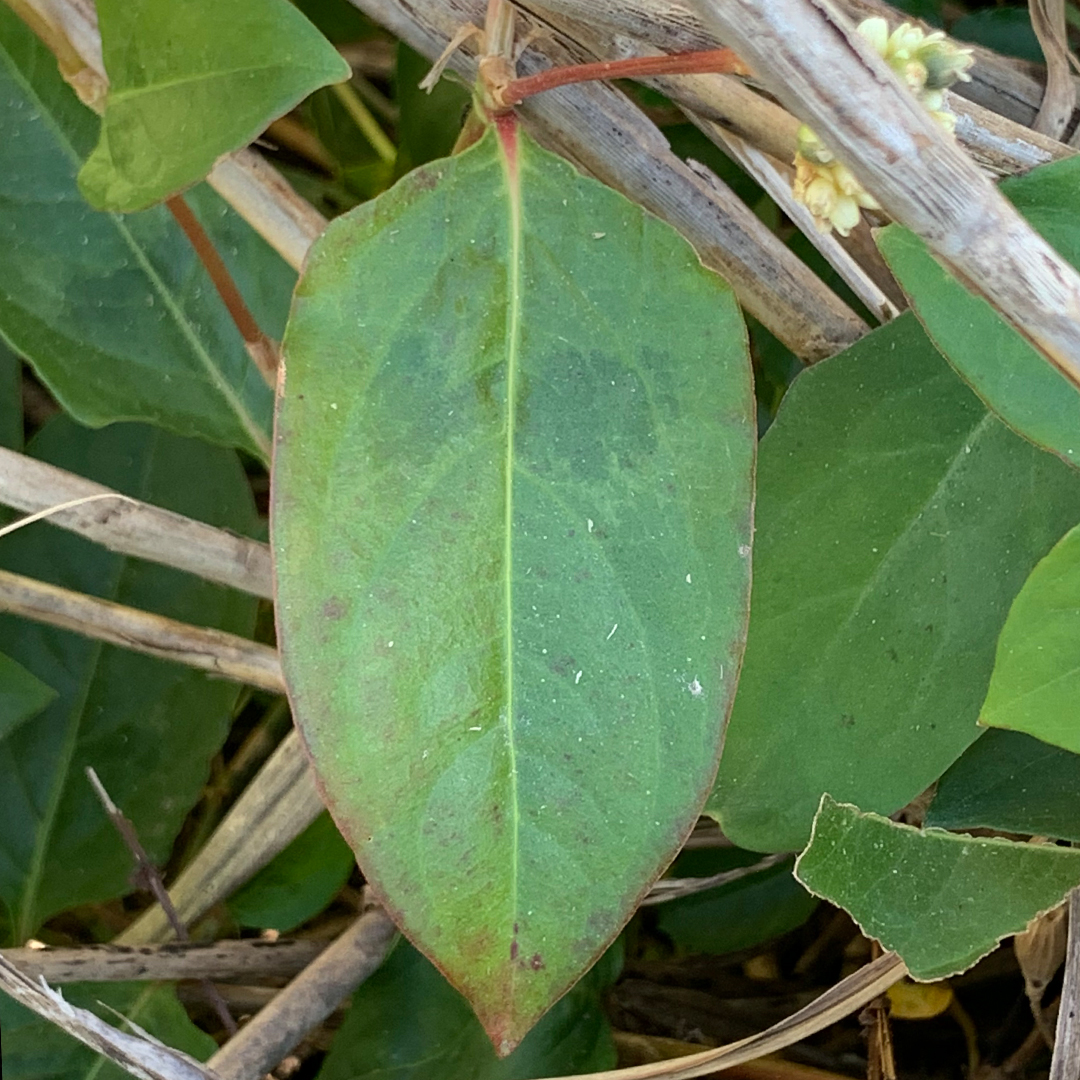 ツルソバ（葉）