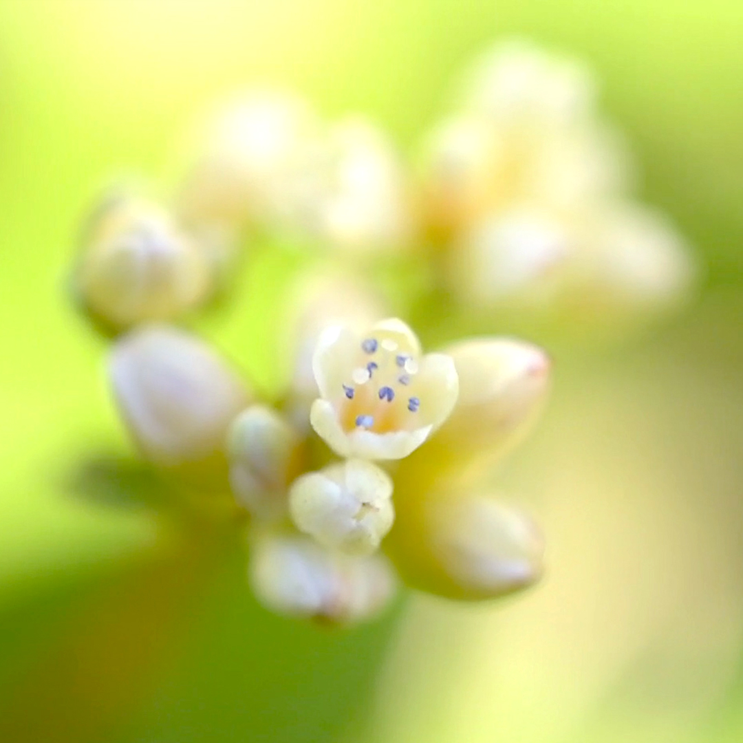 ツルソバ（花）