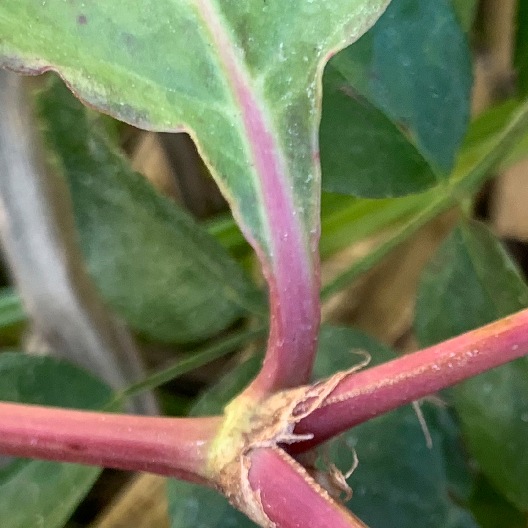 ツルソバ（葉柄）