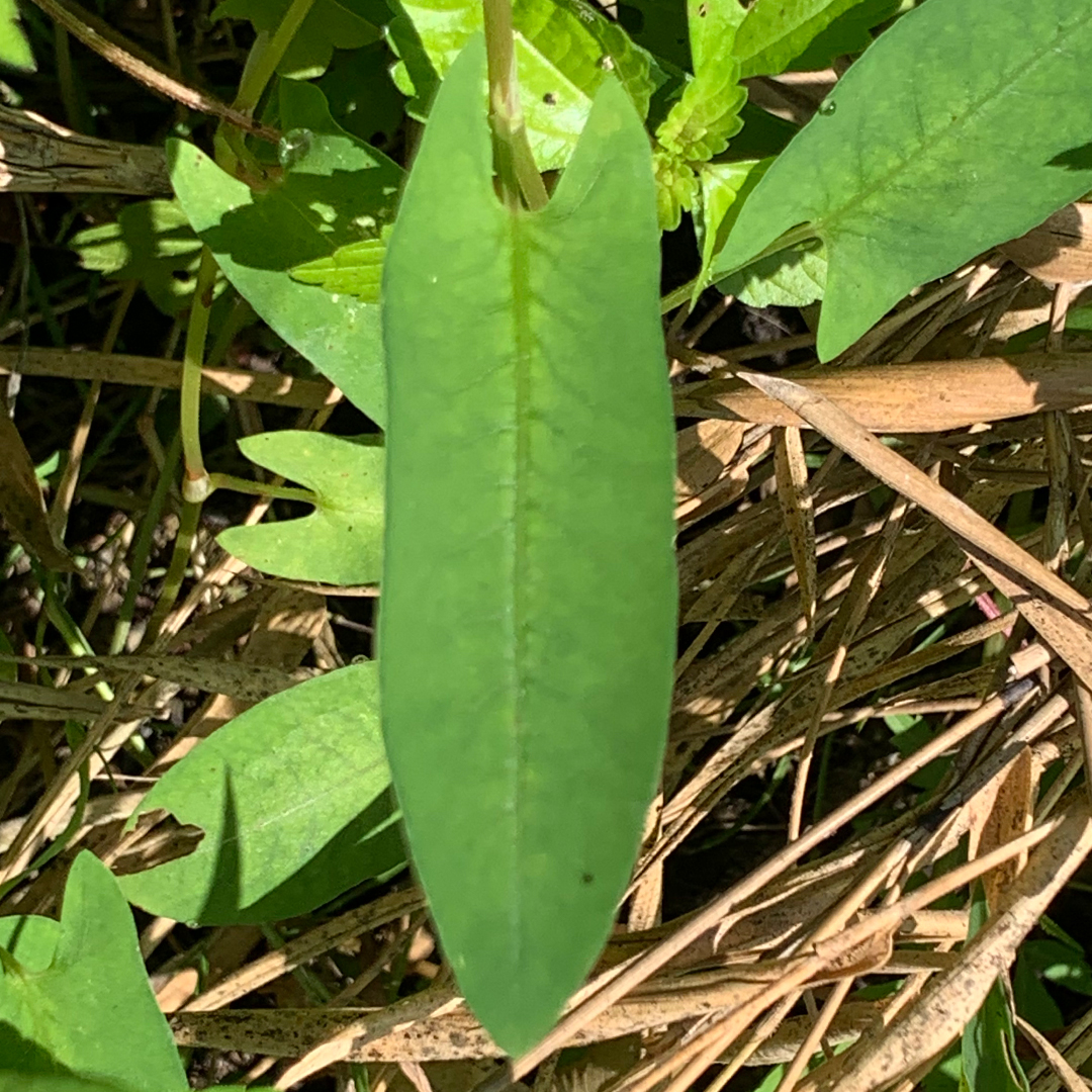 ウナギツカミ（葉）