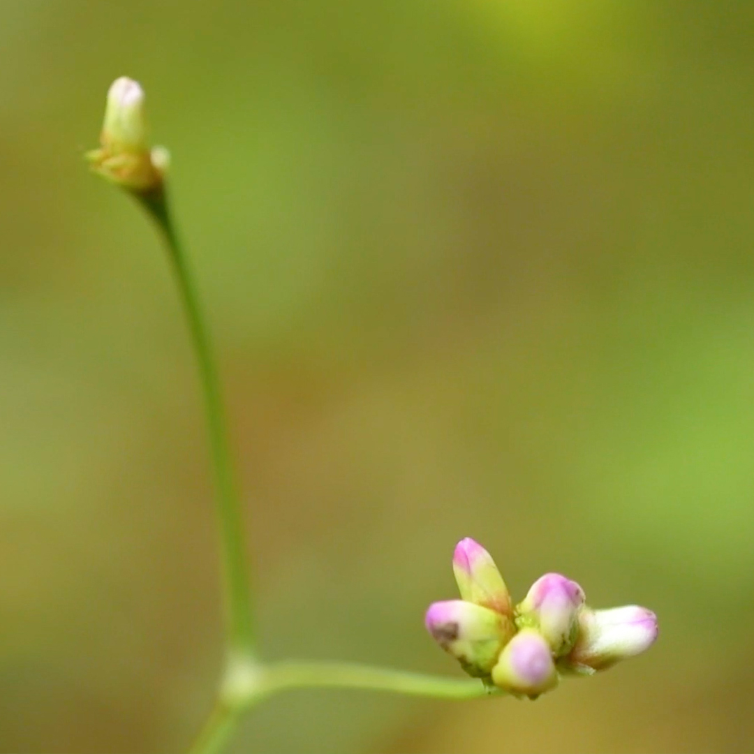 ウナギツカミ（花）