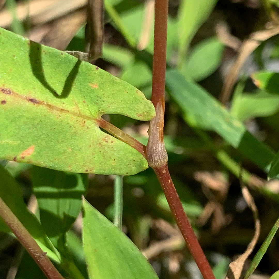 ウナギツカミ（葉柄）