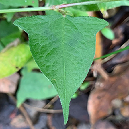 ヤマミゾソバ（葉）