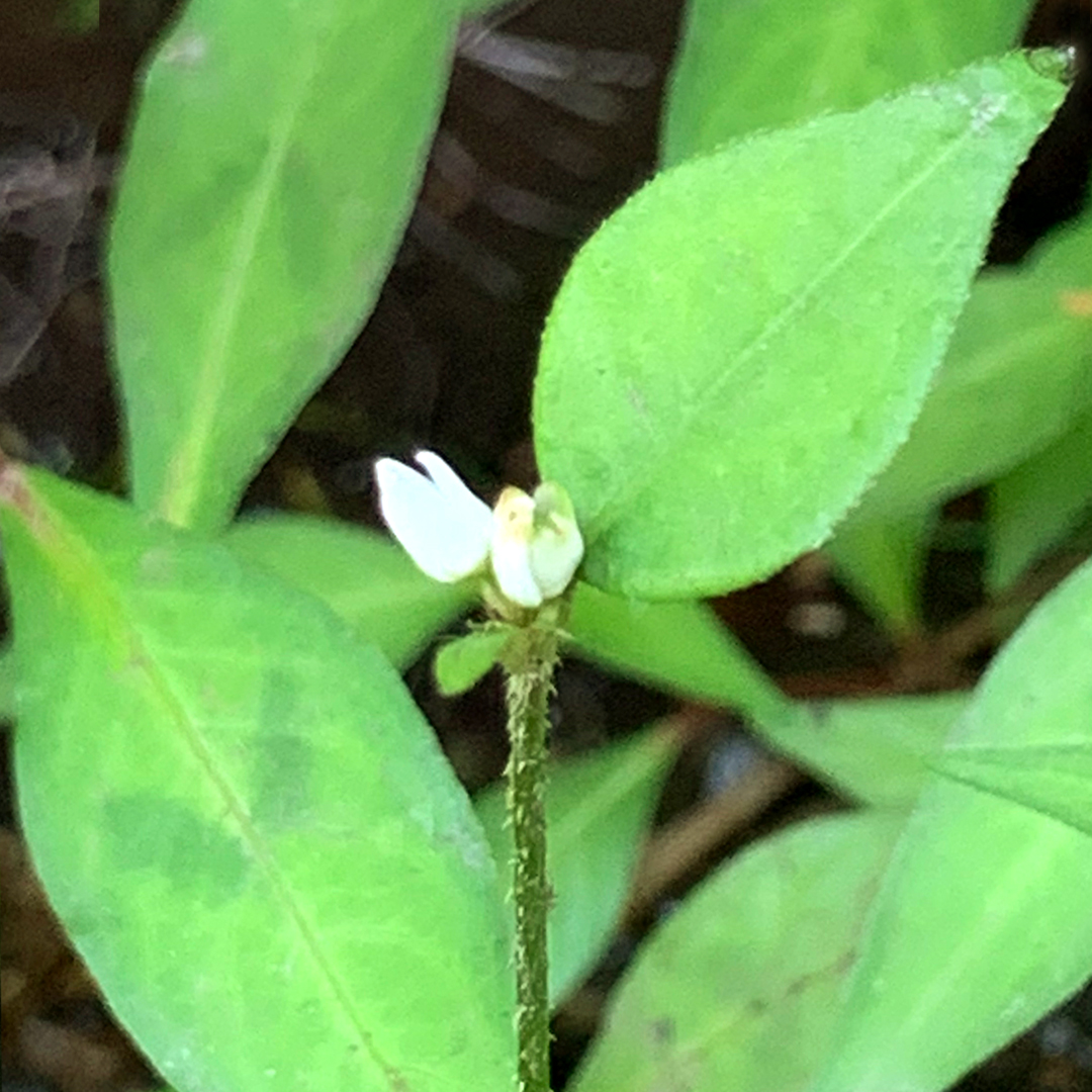 ヤマミゾソバ（花）