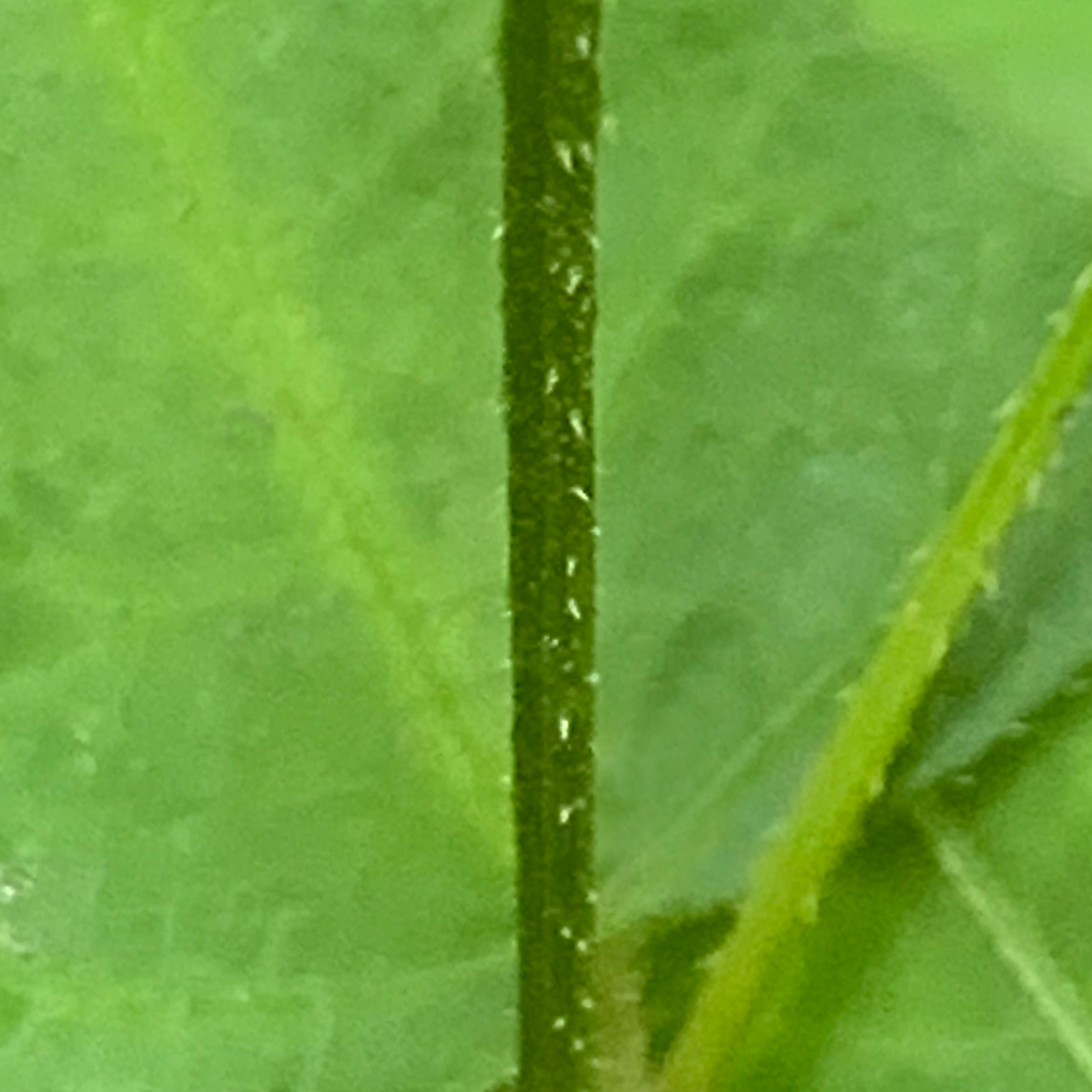 ヤマミゾソバ（茎）