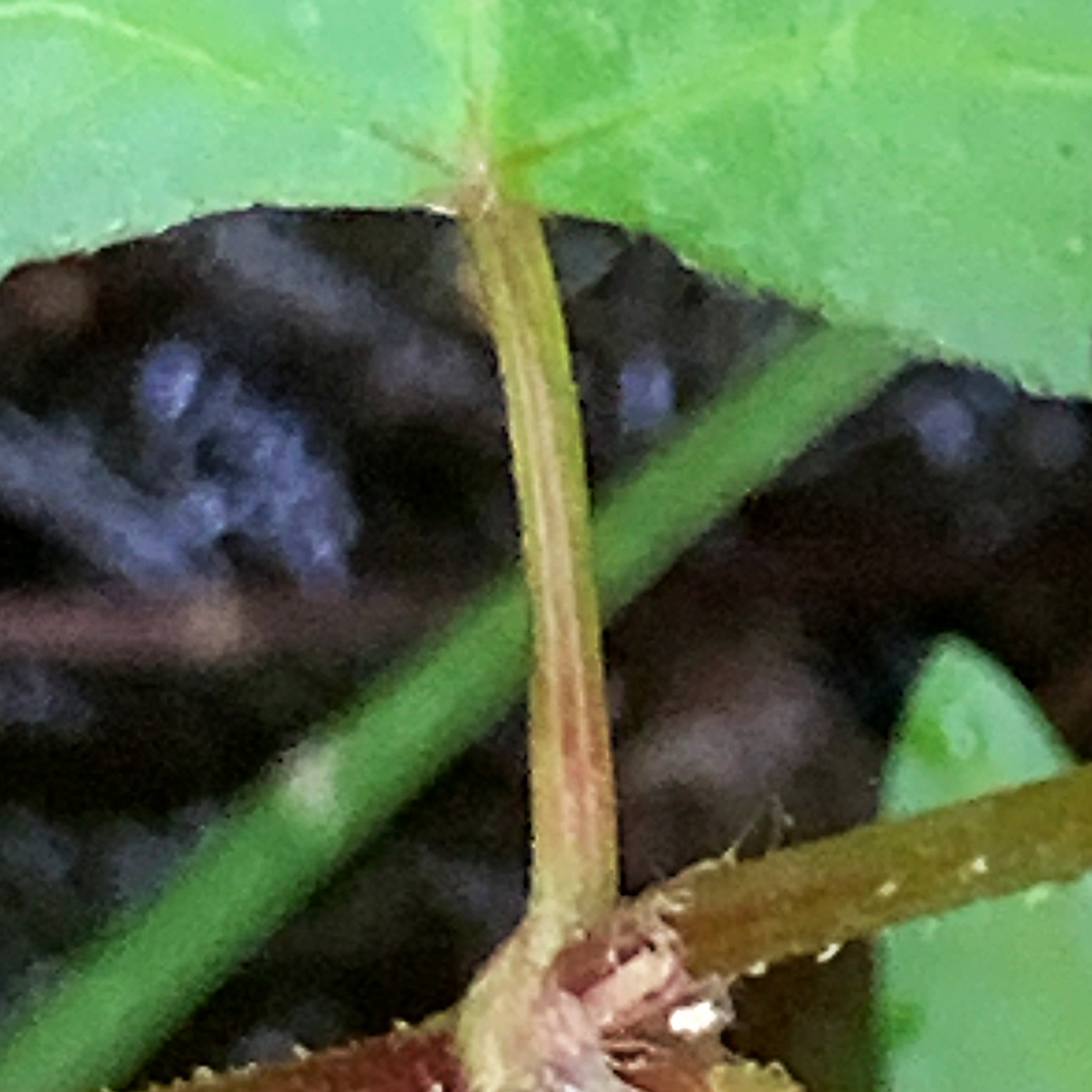 ヤマミゾソバ（葉柄）