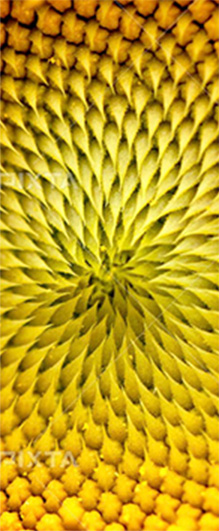 植物の基礎知識 ヒマワリ