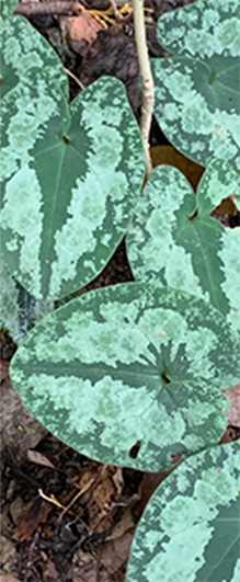 植物の基礎知識 カンアオイ