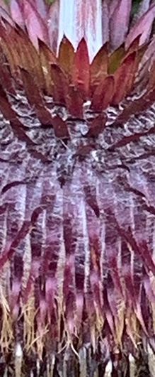 植物の基礎知識 オヤマボクチ