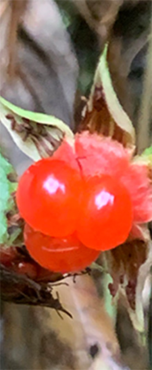 植物の基礎知識 ミヤマフユイチゴ