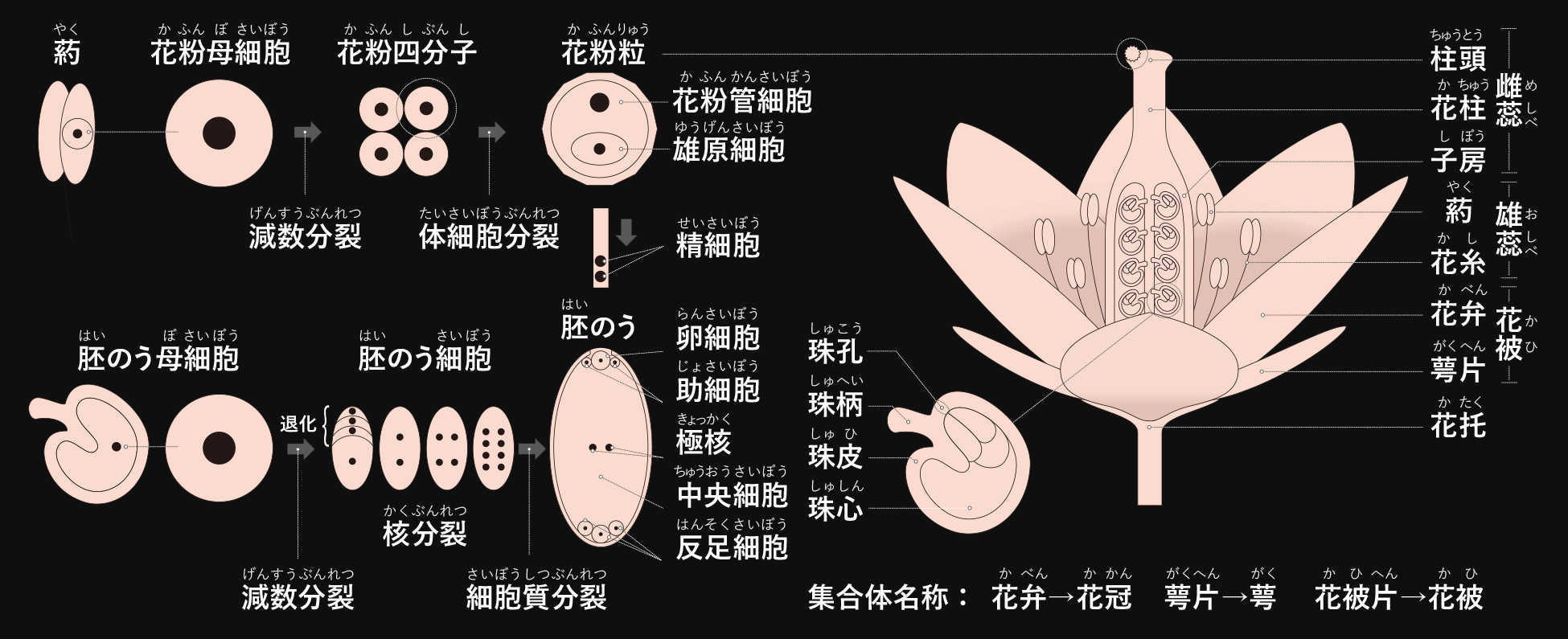 花の概要について