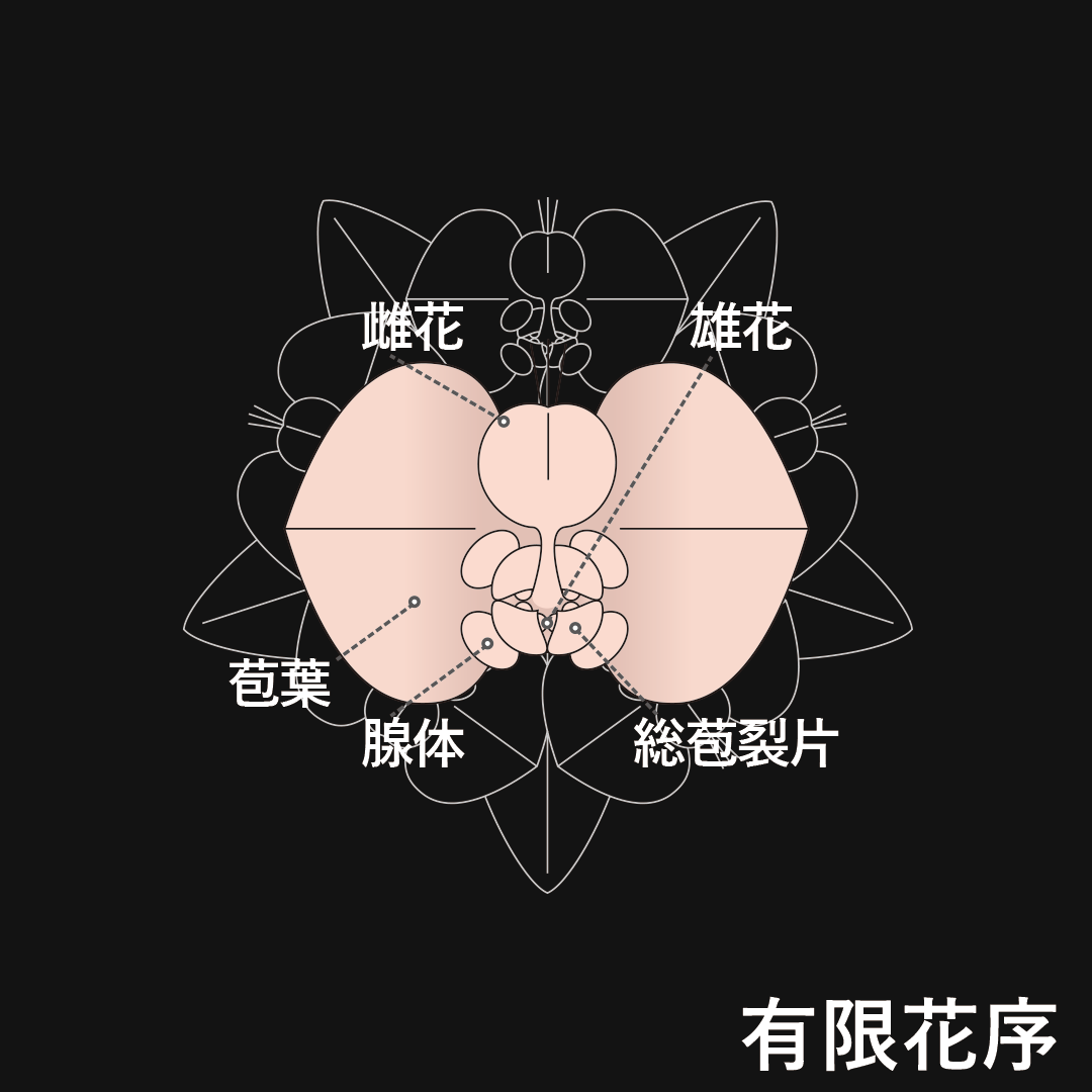 杯状花序（有限花序）