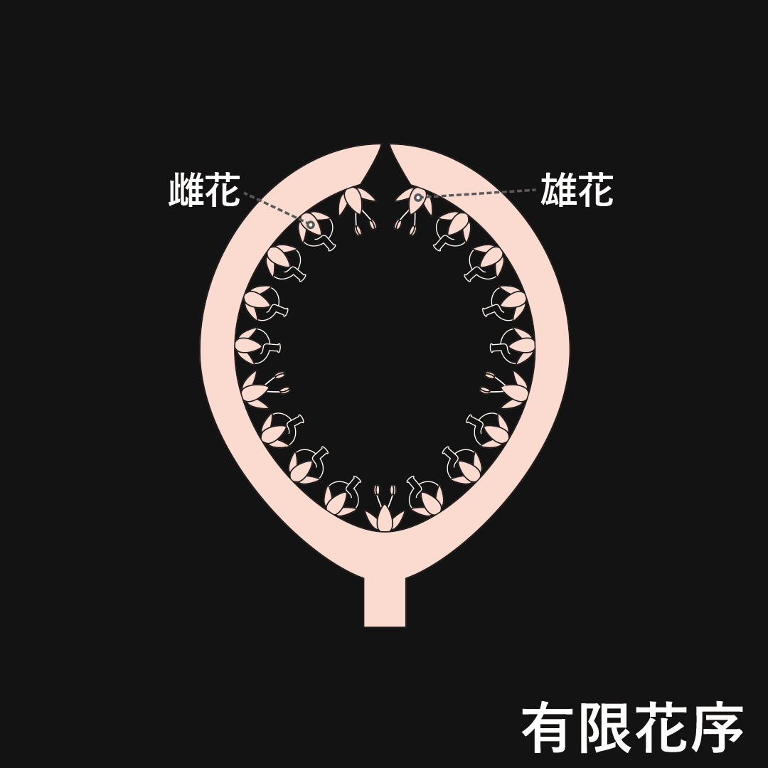 隠頭花序（有限花序）