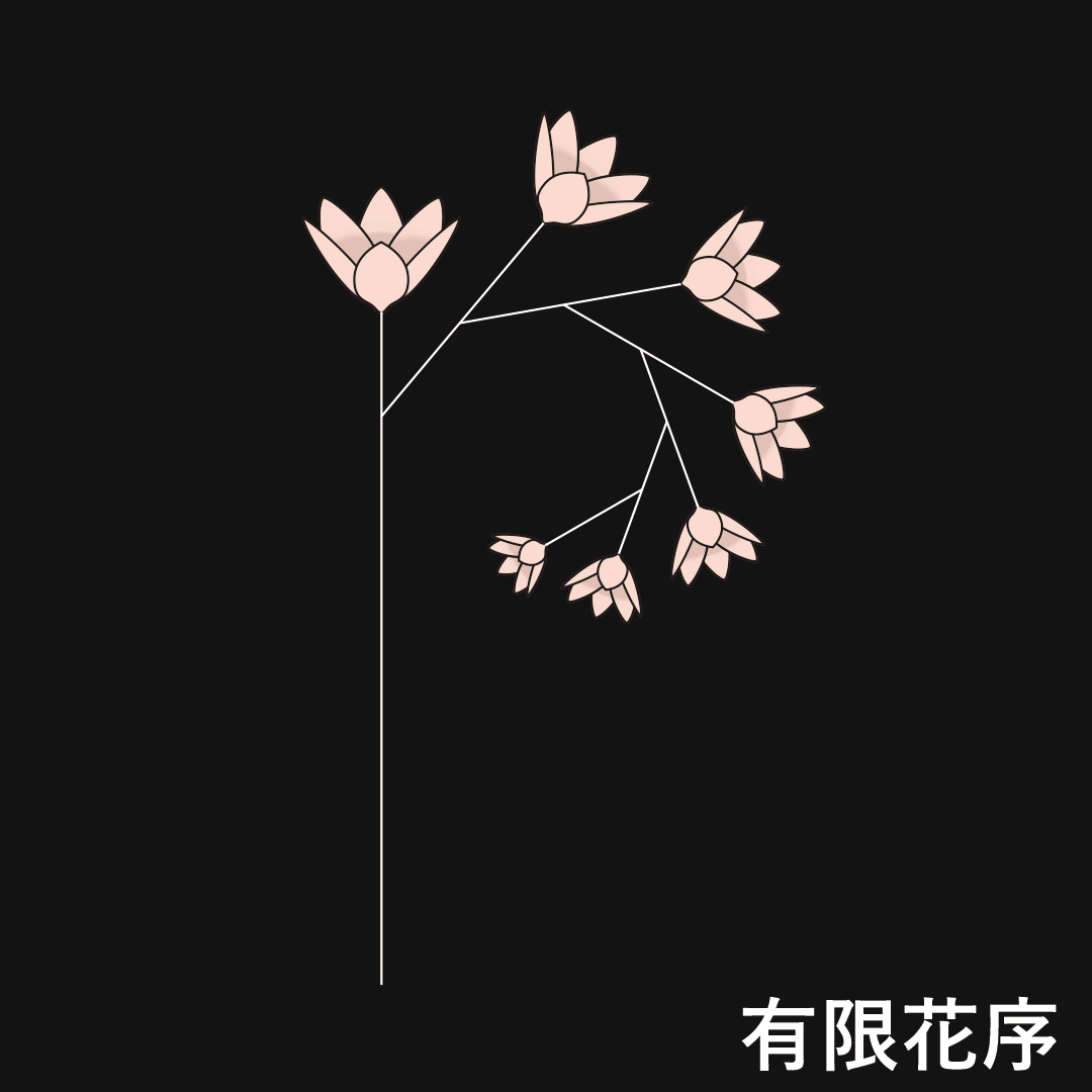 巻散花序（有限花序）