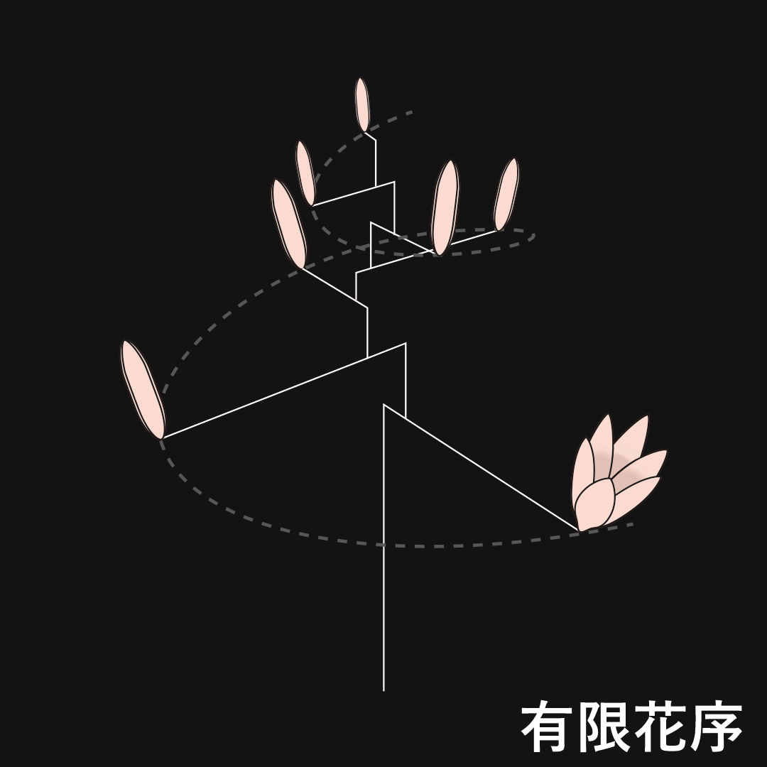 カタツムリ形花序（有限花序）