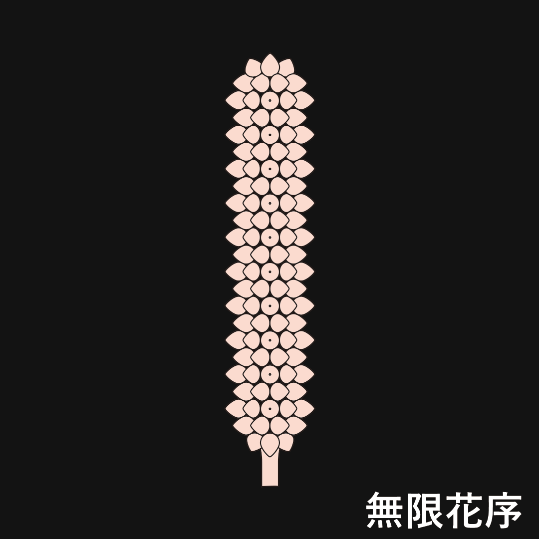 肉穂花冠（無限花序）