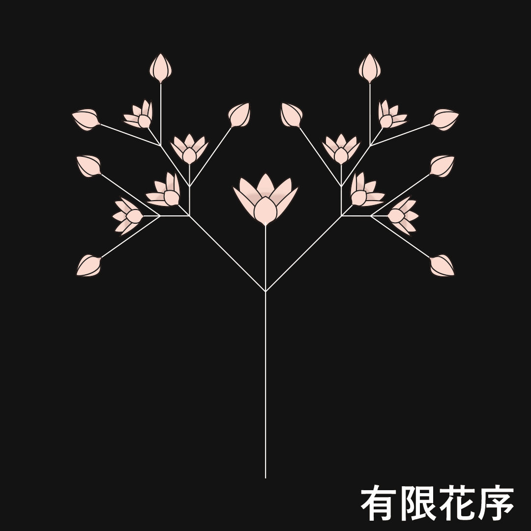 二出集散花序（有限花序）