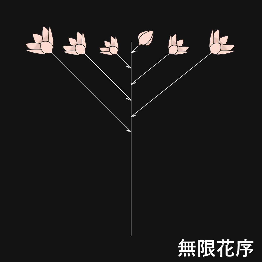 散房花序（無限花序）