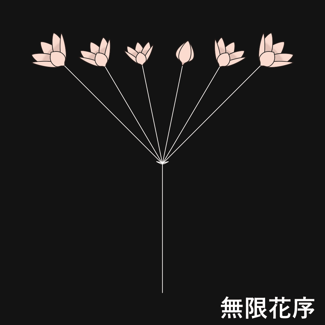 散形花序（無限花序）