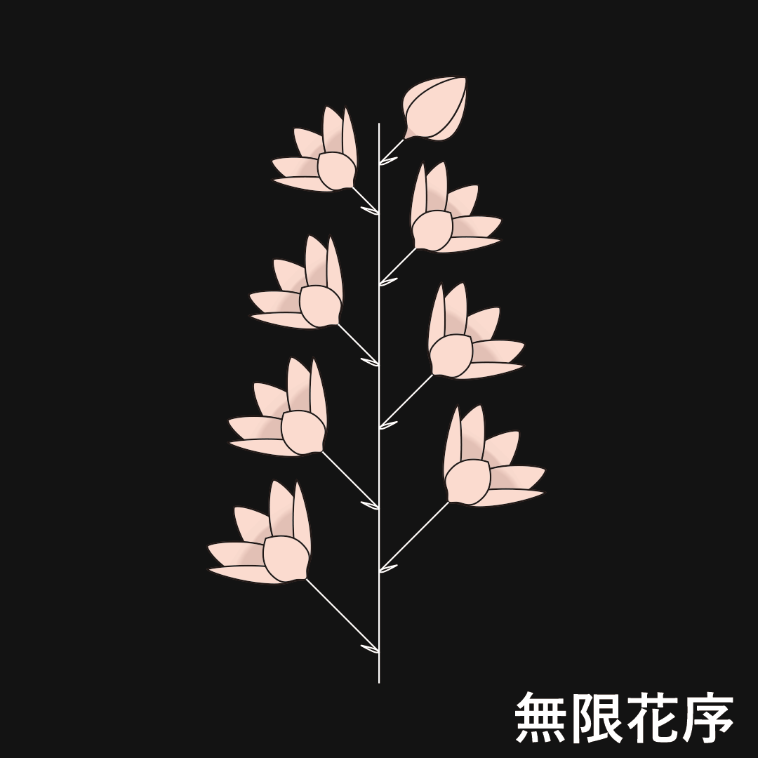 総状花序（無限花序）