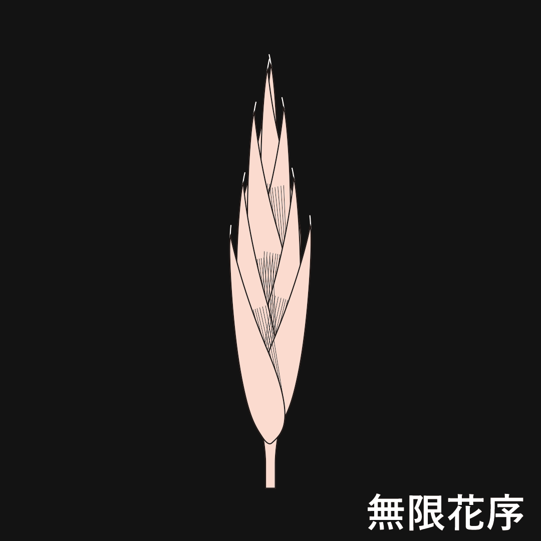 小穂（無限花序）