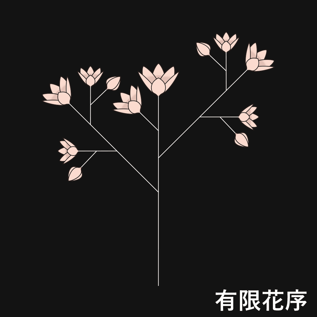 単出集散花序（有限花序）