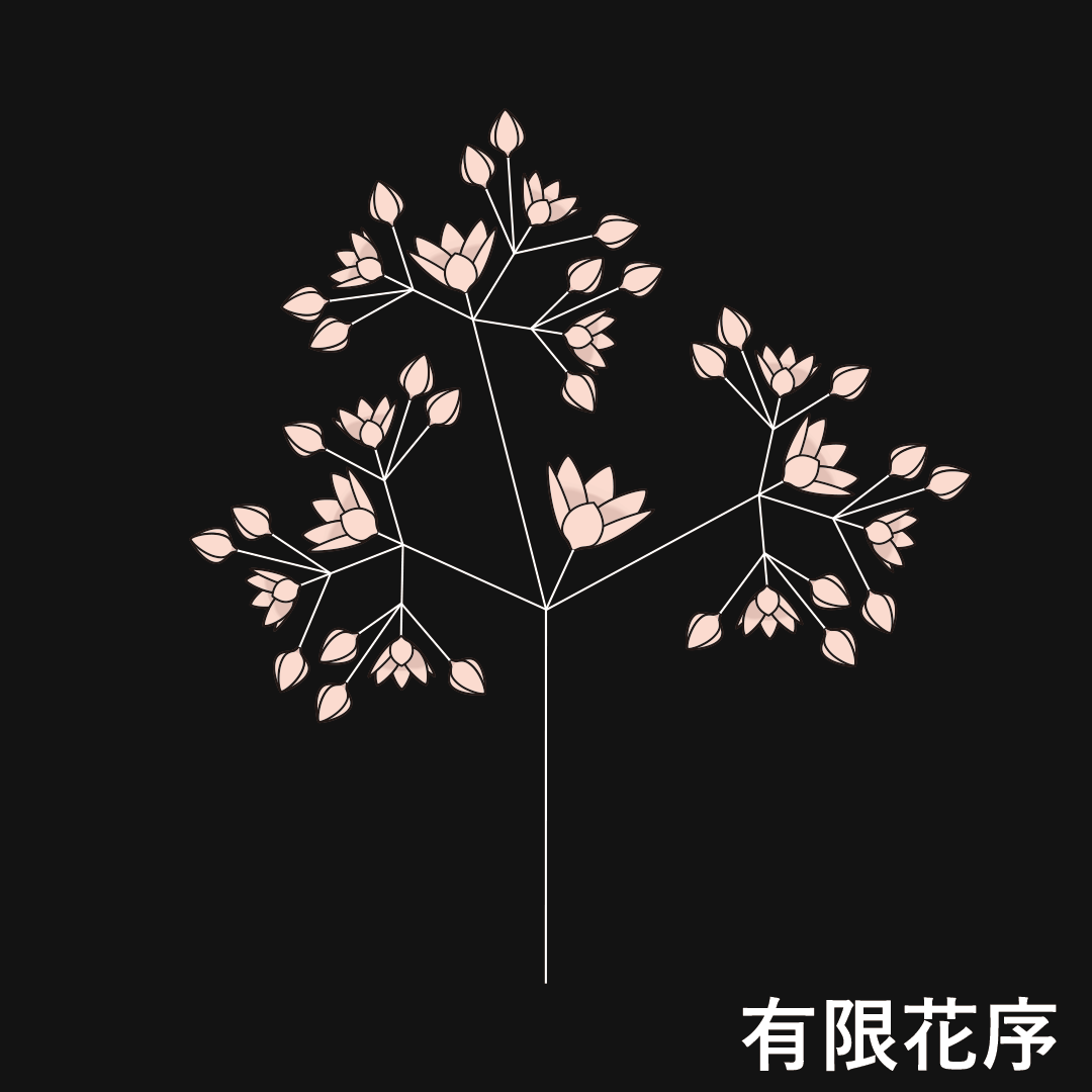 多出集散花序（有限花序）