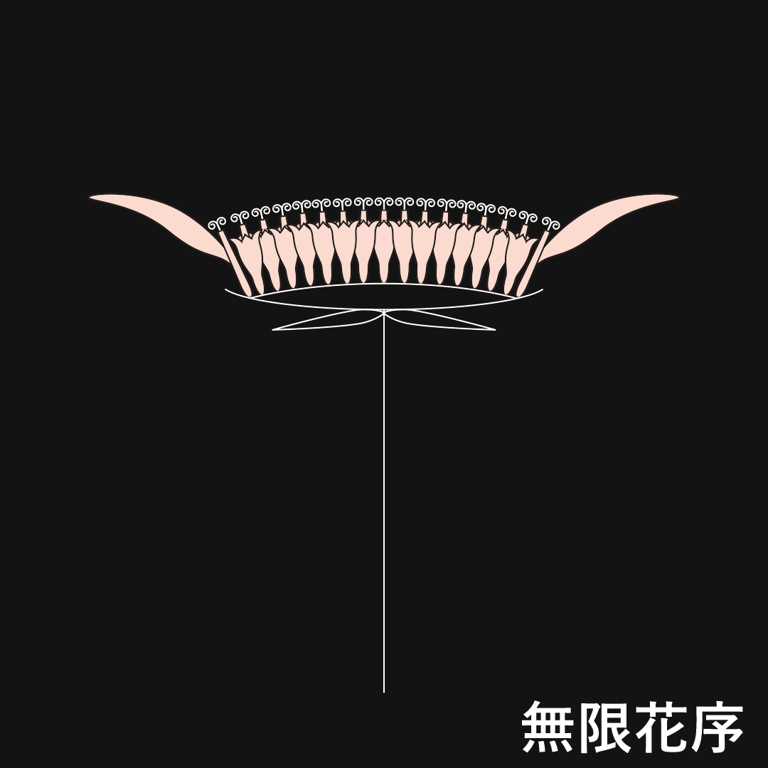 頭状花序（無限花序）
