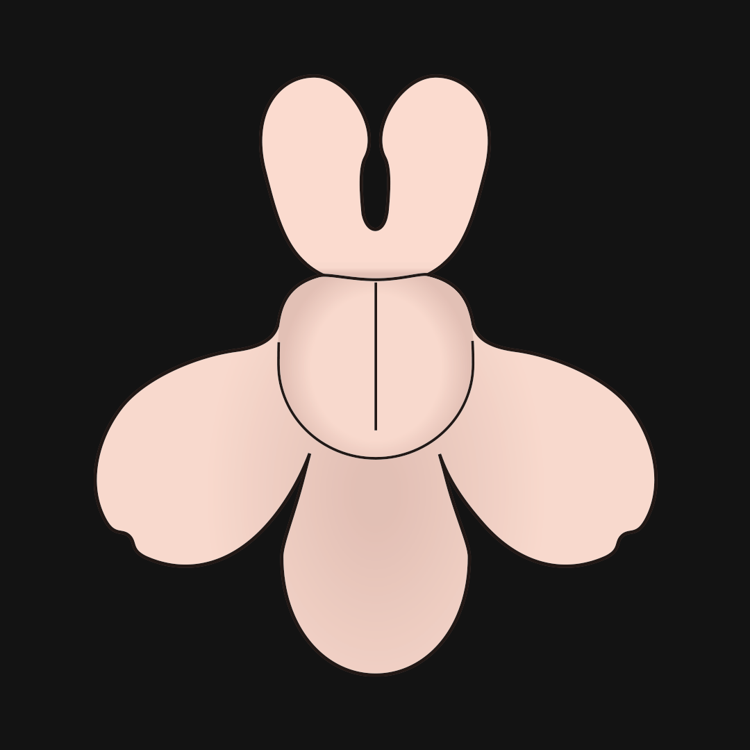 仮面状花冠 唇形