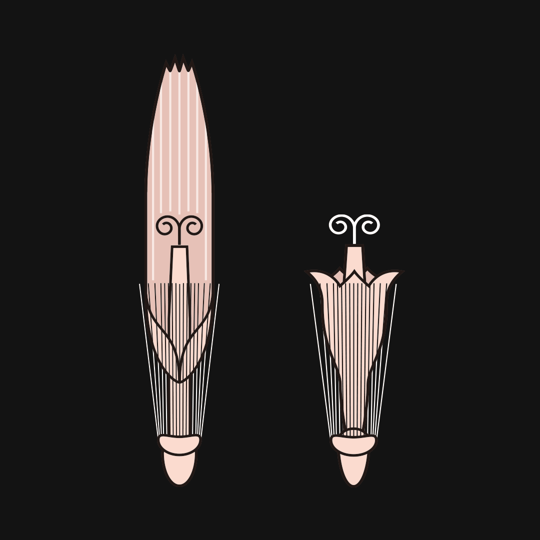 舌状花冠 筒状花冠